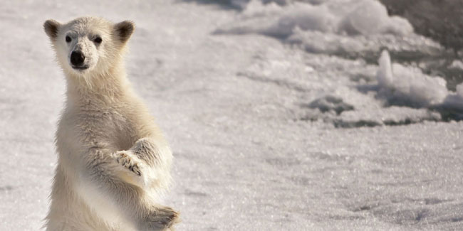 День полярного медведя