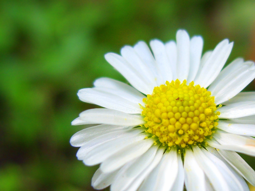 ромашка логотип. ромашка символ семьи. день семьи любви и верности клипарт. ромашка символ семьи. ромашка символ россии.