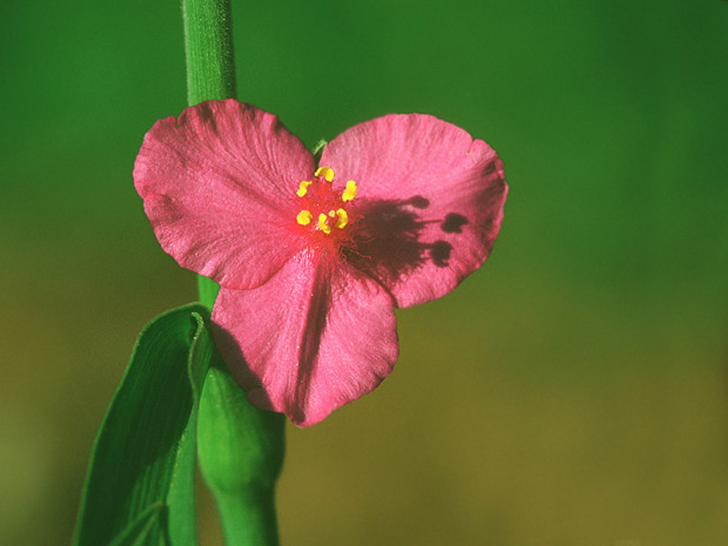 Цветок с пятью лепестками название и фото