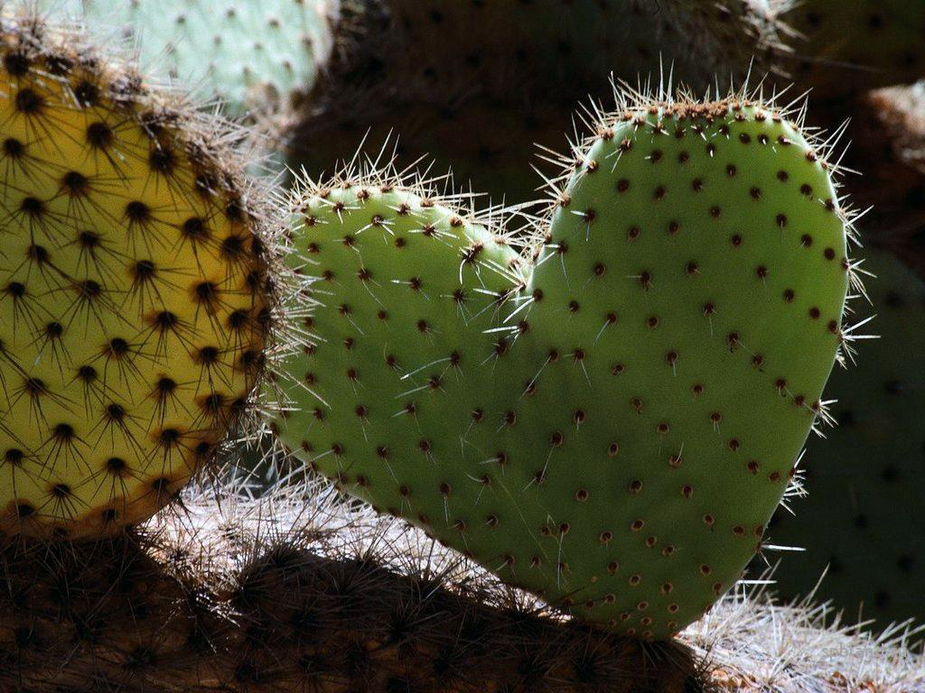 кактус. любимый кактус. рисование кактус. мой любимый кактус. кактус в форме сердца.