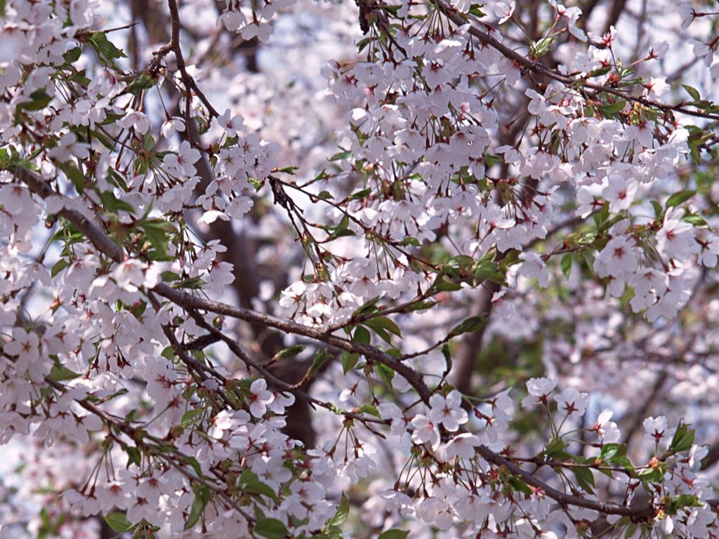 Вишнёвый сад чехов иллюстрации. Красивый вишневый сад. Яблоневый и вишневый сад. А. Аллея из цветущих деревьев.